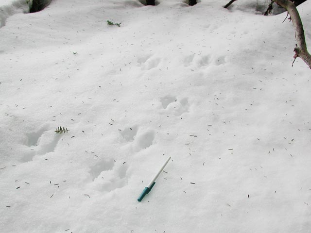 Squirrel Tracks (29197 bytes)