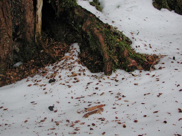 Squirrel Debris (63632 bytes)