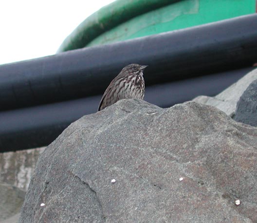 Song Sparrow -- (Melospiza melodia) (40034 bytes)