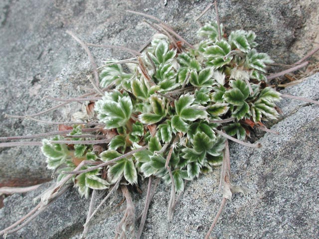 Villous Cinquefoil -- (Potentilla villosa) (89135 bytes)