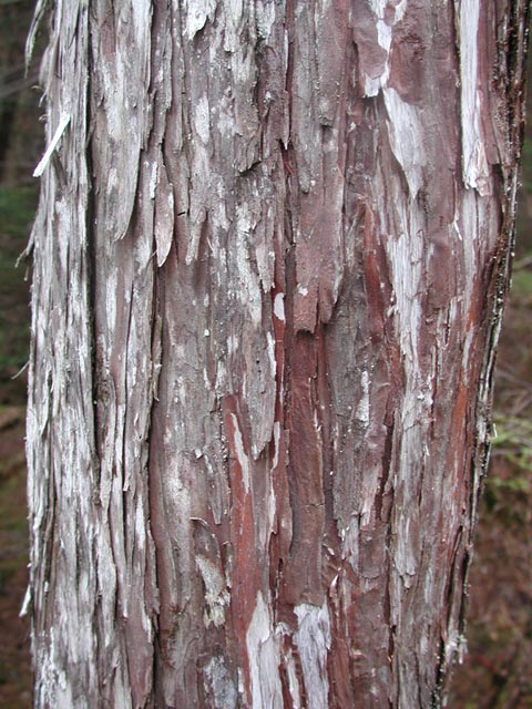 Cedar Bark (84025 bytes)