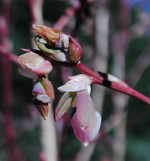 Blueberry Blossoms (28491 bytes)