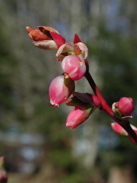 Blueberry Flower Frost Damage II (25756 bytes)