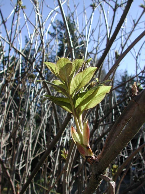 New Elderberry Leaves (74799 bytes)