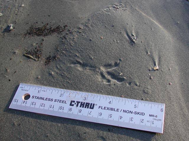 Crow Track (75595 bytes)