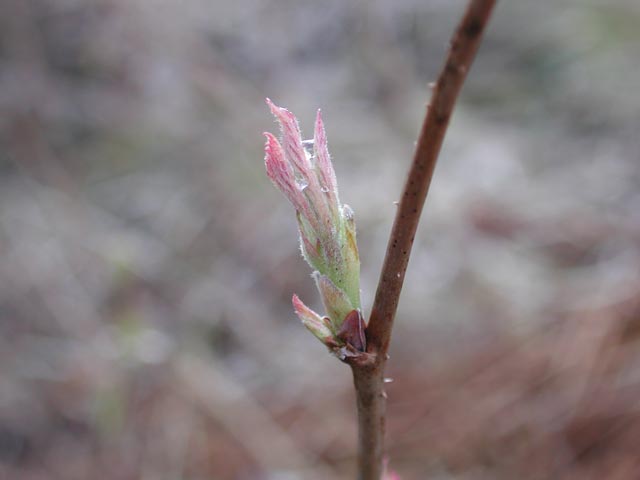 Raspberry Leaf (19958 bytes)