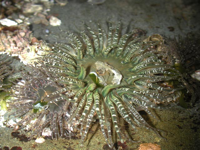 Sea Anemone (78069 bytes)