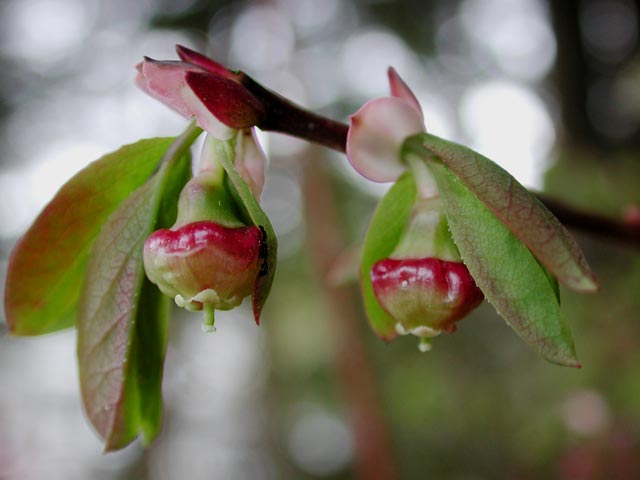 Blueberry Blossoms (30824 bytes)