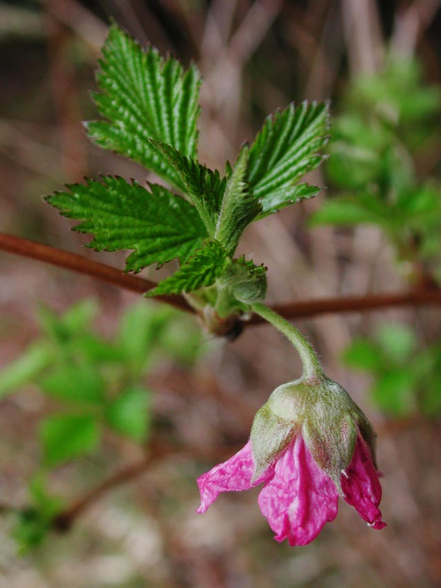 Salmonberry Flower II (59566 bytes)