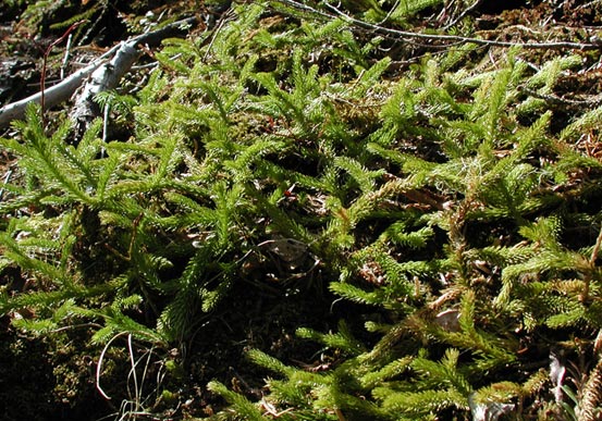 Clubmoss (93703 bytes)