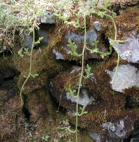 Hanging Clubmoss (86280 bytes)