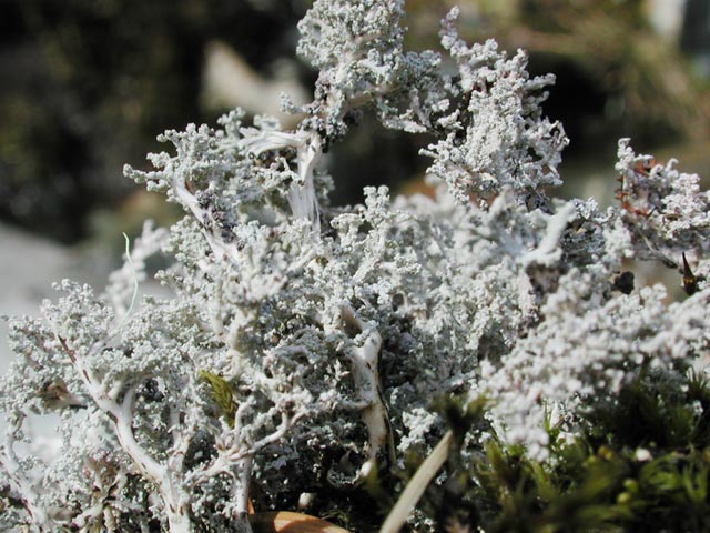 Lichen (74772 bytes)