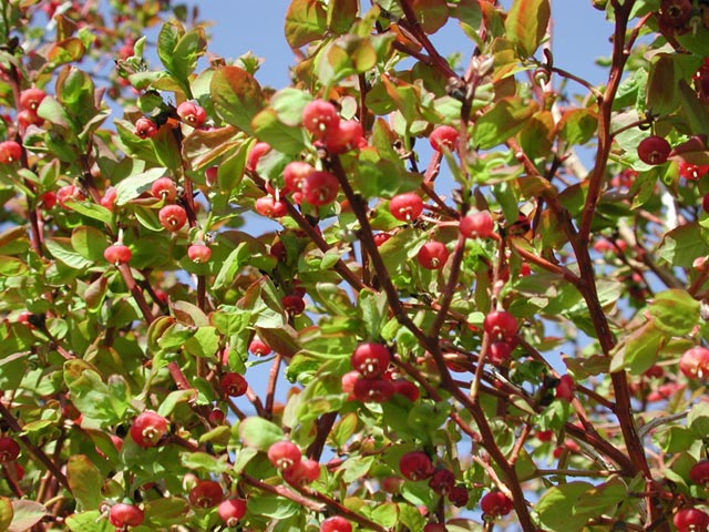 Blueberry Blossoms (97650 bytes)