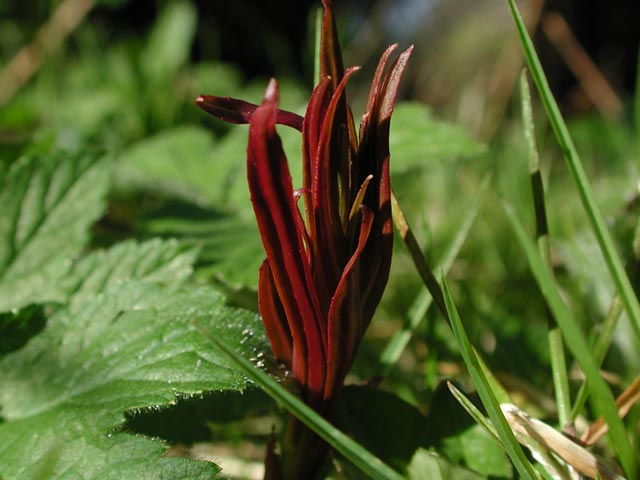 Possible Fireweed Shoots (43703 bytes)