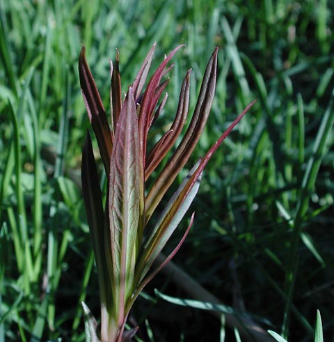 Fireweed Shoots (43456 bytes)