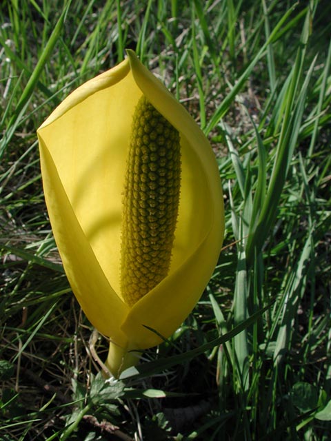 Skunk Cabbage --(Lysichiton americanum) (64369 bytes)