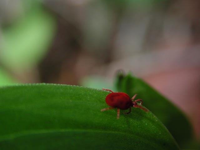 Red Velvet Mite (16093 bytes)