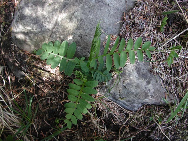 Vetch --(Vicia sp.) (96533 bytes)