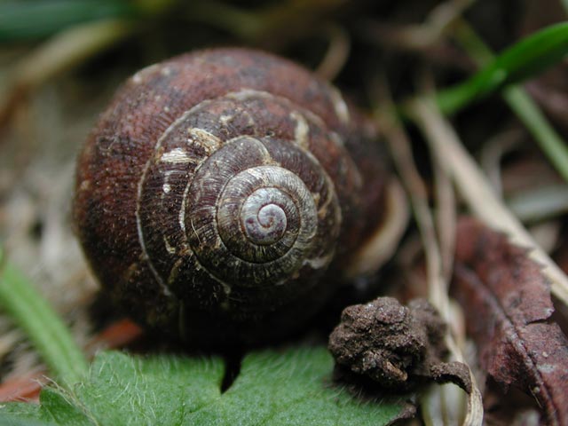 Snail (42822 bytes)