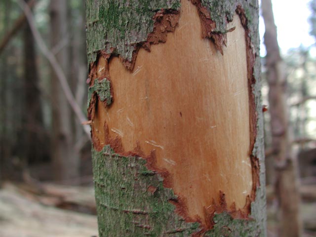 Missing Bark (41721 bytes)