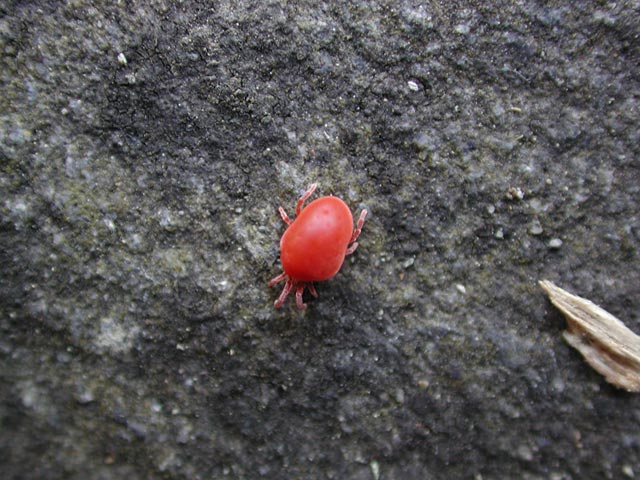 Red Velvet Mite (74223 bytes)