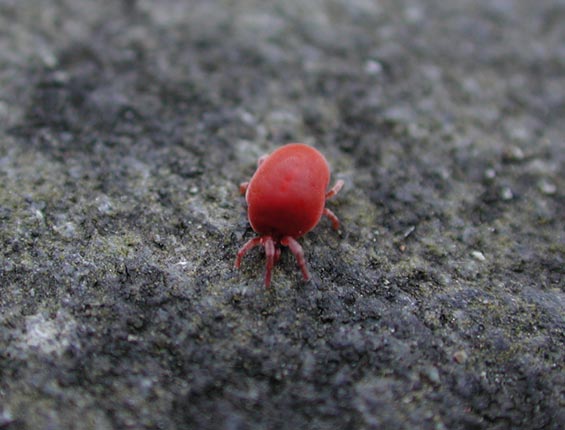 Red Velvet Mite (41564 bytes)