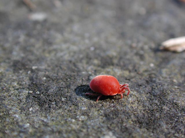 Red Velvet Mite (45931 bytes)