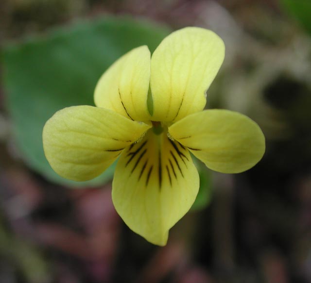 Stream Violet --(Viola glabella) (24657 bytes)