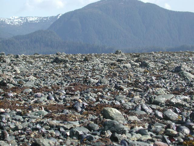 Sandpipers that Blend In (84244 bytes)