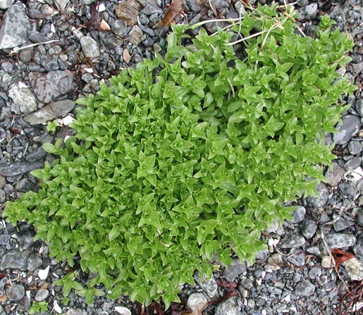 Seabeach Sandwort --(Honkenya peploides) (91148 bytes)