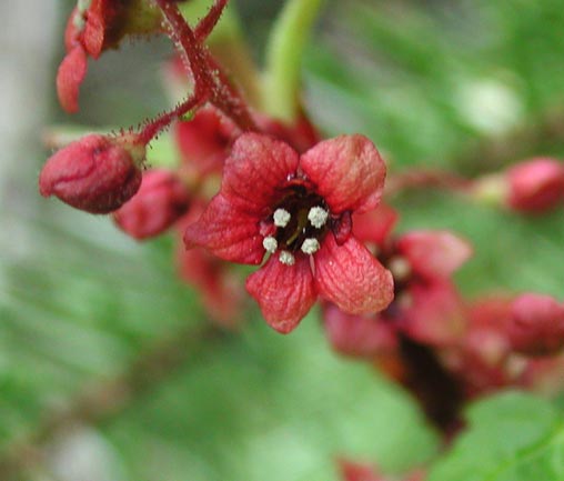 Trailing Black Currant --(Ribes laxiflorum) (25062 bytes)