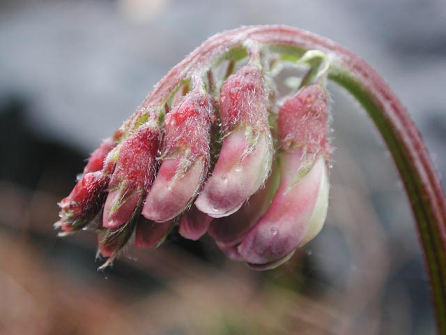 Giant Vetch --(Vicia gigantea) (34905 bytes)