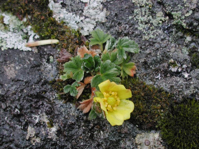 Villous Cinquefoil --(Potentilla villosa) (81333 bytes)