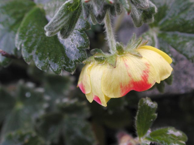 Red on Villous Cinquefoil (36581 bytes)