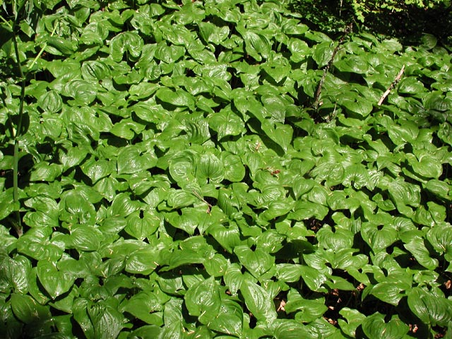 Ground Cover (114785 bytes)