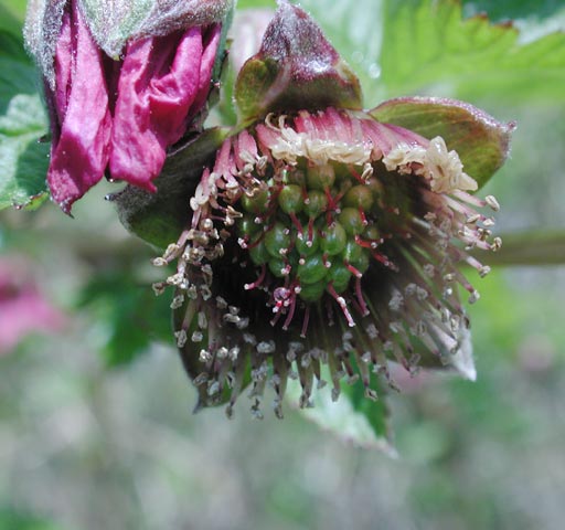 Young Salmonberry (41571 bytes)