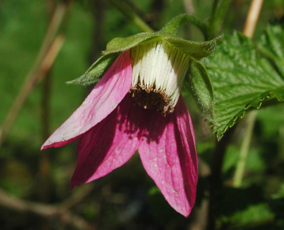 Salmonberry Petals (32002 bytes)