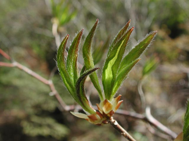 False Azalea --(Menziesia ferruginea) (37703 bytes)