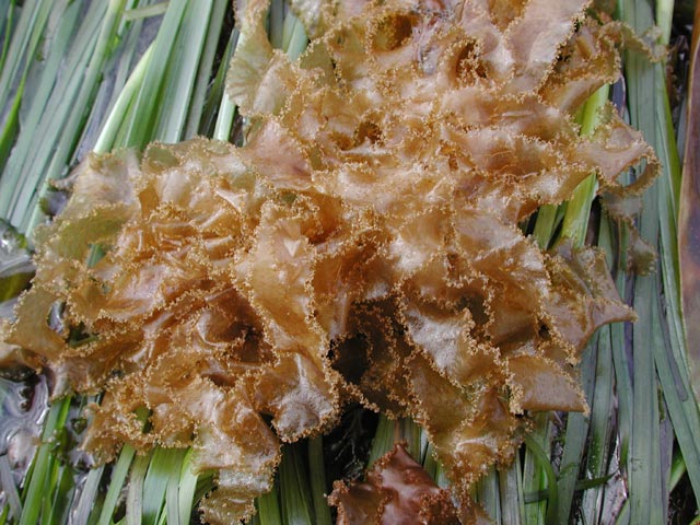 Unidentified Seaweed (78800 bytes)