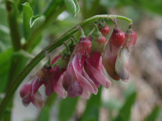 Giant Vetch Flowers --(Vicia gigantea) (34119 bytes)