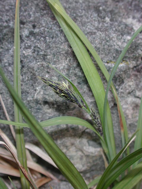 Grass or Sedge? (51402 bytes)