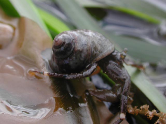 Hermit Crab Getaway (30000 bytes)