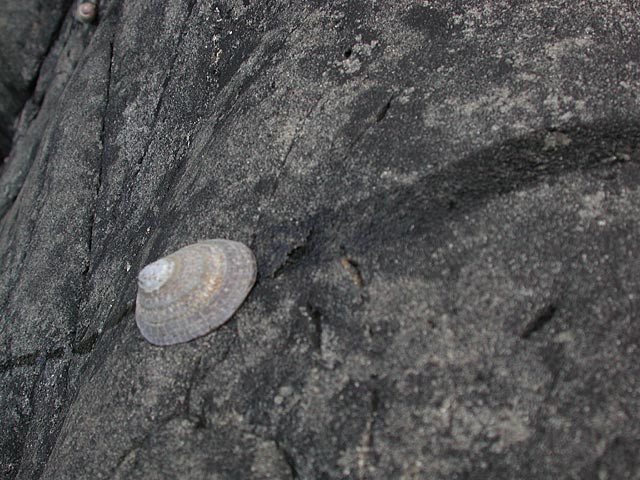 Limpet Trail (76157 bytes)