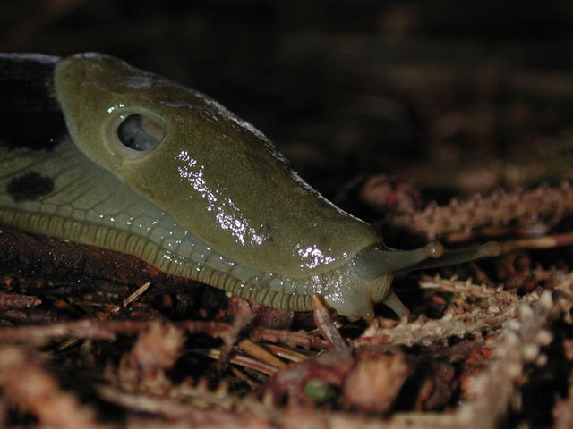 Banana Slug Close (39053 bytes)