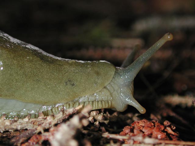 Banana Slug Closer (40585 bytes)