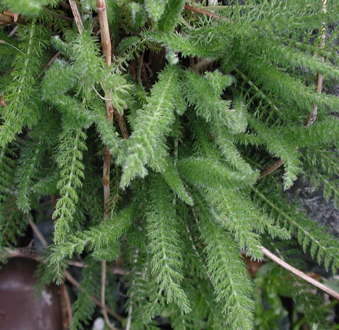 Yarrow (Achillea millefolium) (64965 bytes)