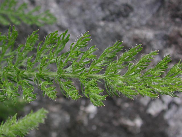 Closeup of Unidentified Plant (55531 bytes)