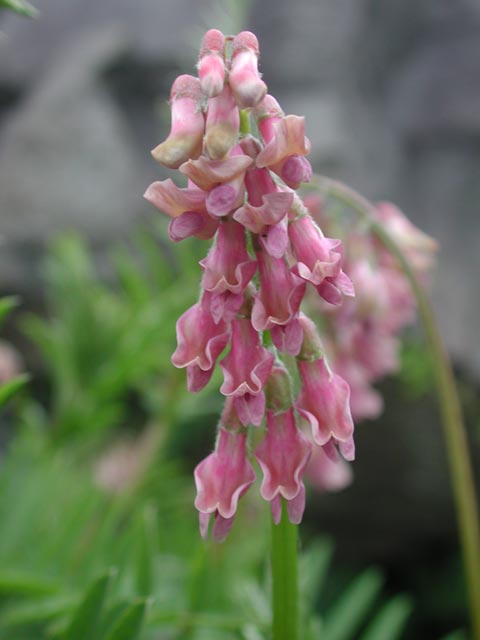 Giant Vetch Flowers II --(Vicia gigantea) (28998 bytes)