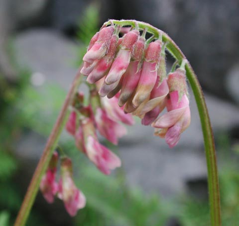 Giant Vetch Flowers III --(Vicia gigantea) (24015 bytes)