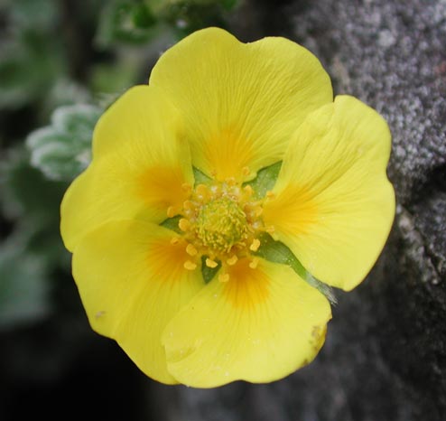 Villous Cinquefoil Flower --(Potentilla villosa) (25880 bytes)